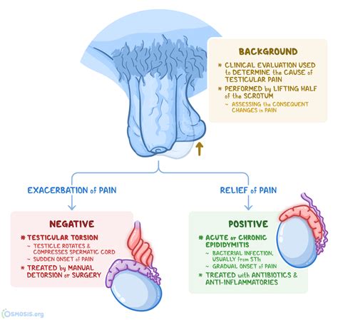 prehn testicle pain